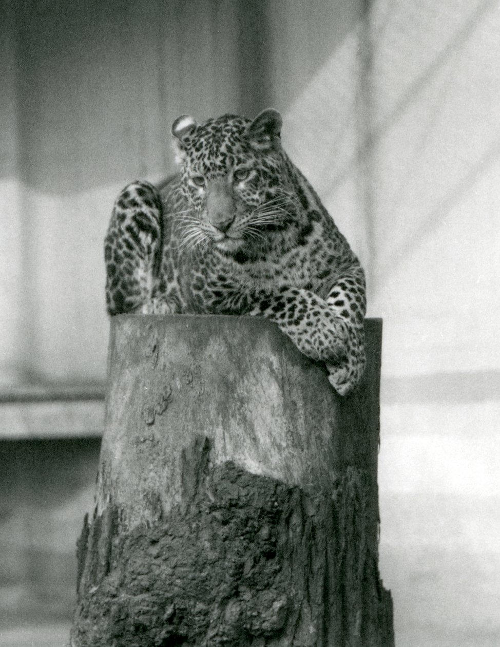 Un leopardo acostado en la cima de un tocón de árbol, zoológico de Londres de Frederick William Bond