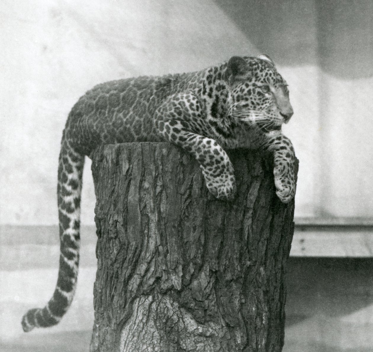 Un leopardo acostado en la cima de un tocón de árbol con su cola colgando detrás, zoológico de Londres de Frederick William Bond