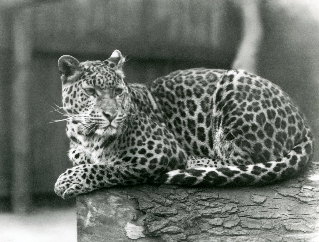 Un leopardo descansando en un tronco en el zoológico de Londres en 1929 de Frederick William Bond