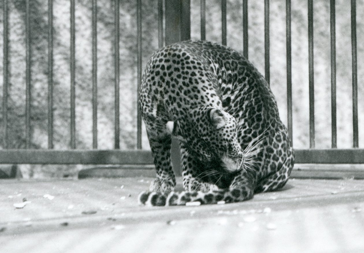 Un leopardo sentado en su recinto acicalando su pata, Zoológico de Londres, 1927 de Frederick William Bond