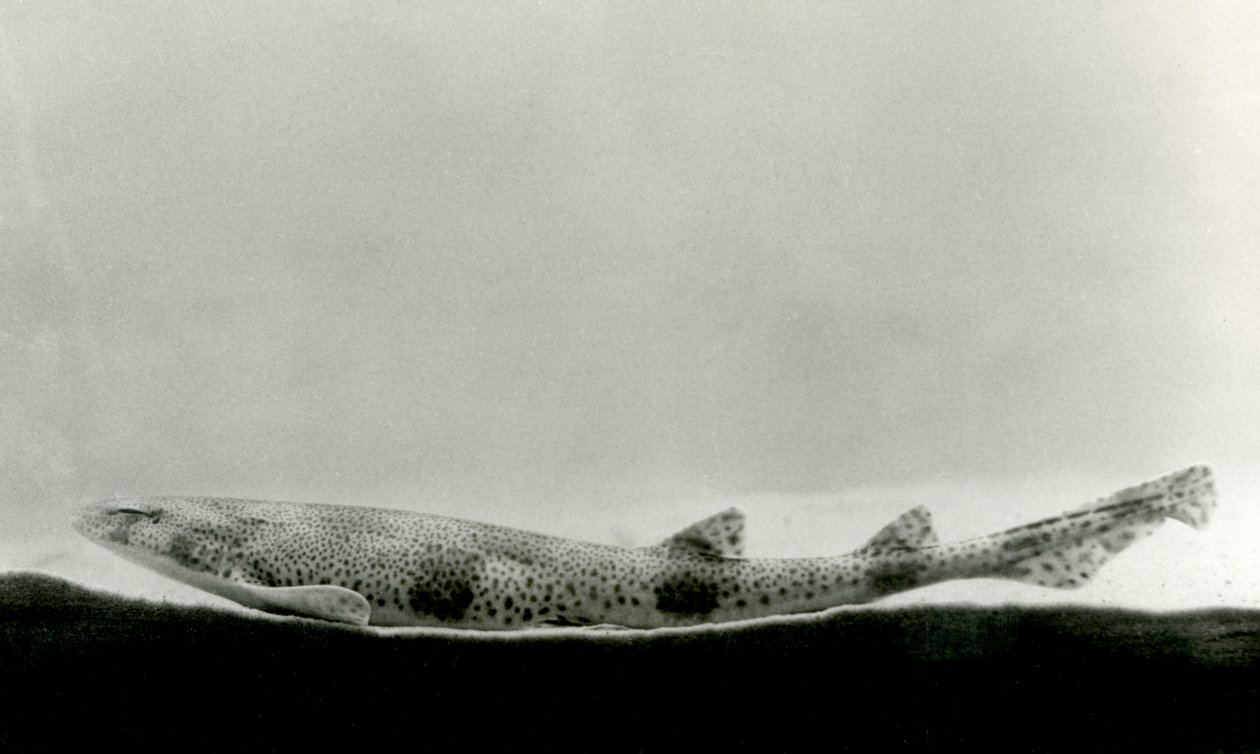 Un Pez Perro Menor en el Zoológico de Londres en 1924 de Frederick William Bond