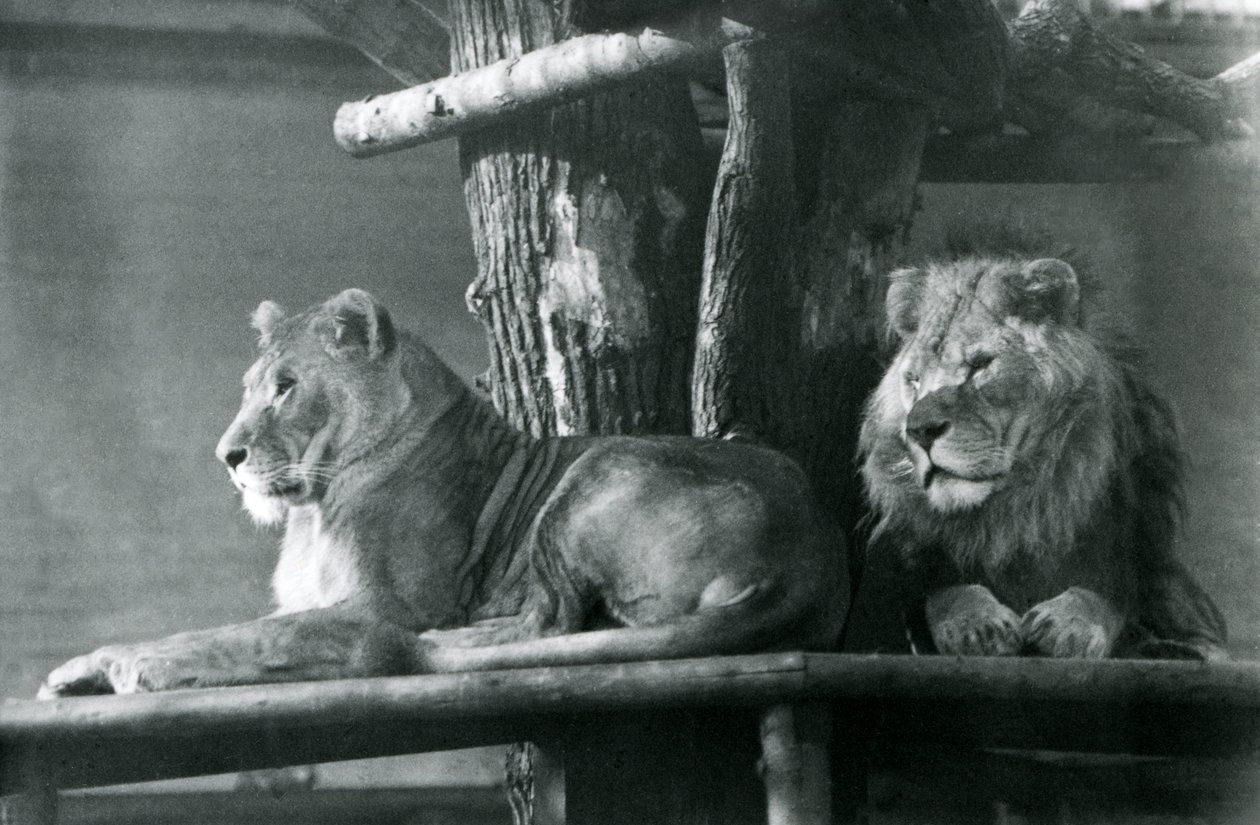 Un león y una leona descansando en una plataforma alta, en su recinto, Zoológico de Londres en 1929 de Frederick William Bond