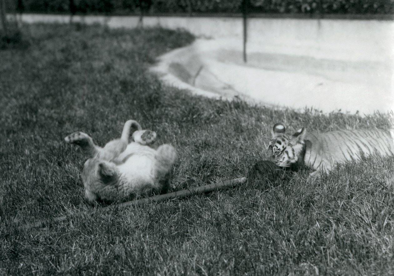 Un cachorro de león y un cachorro de tigre jugando con una fregona, en el césped, junto a una piscina, Zoológico de Londres, septiembre de 1925 de Frederick William Bond