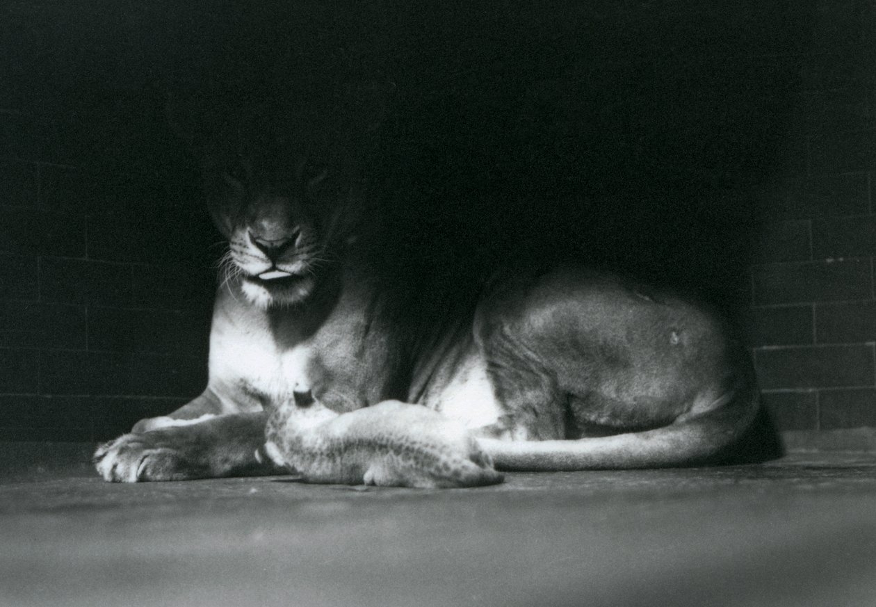 Un cachorro de león acostado con su madre en la sombra de la parte trasera de su recinto, Zoológico de Londres, octubre de 1925 de Frederick William Bond