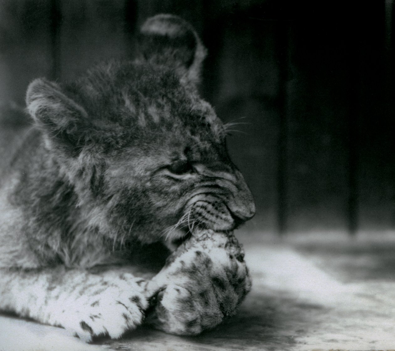 Un Cachorro de León alimentándose en el Zoológico de Londres en 1927 de Frederick William Bond