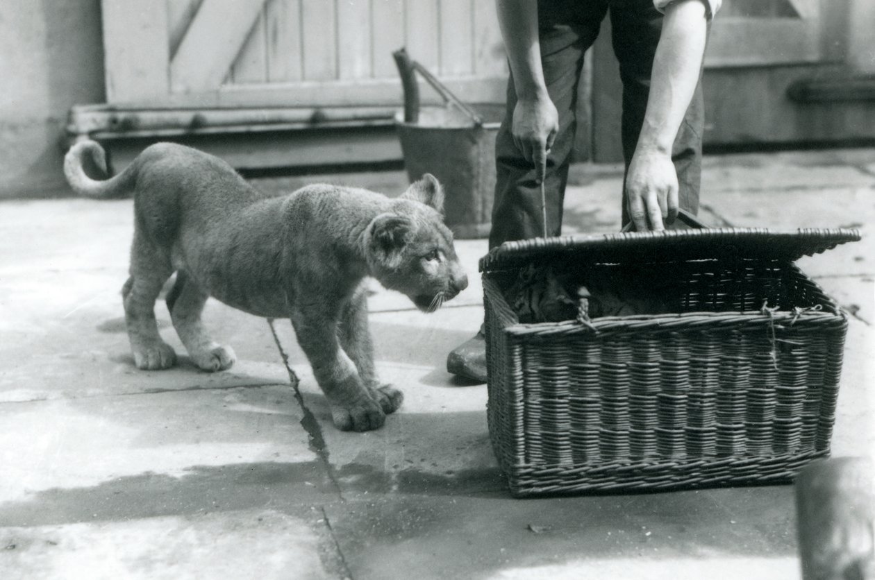 Un cachorro de león mirando a un cachorro de tigre en una cesta de mimbre, que un cuidador está abriendo, Zoológico de Londres, septiembre de 1925 de Frederick William Bond