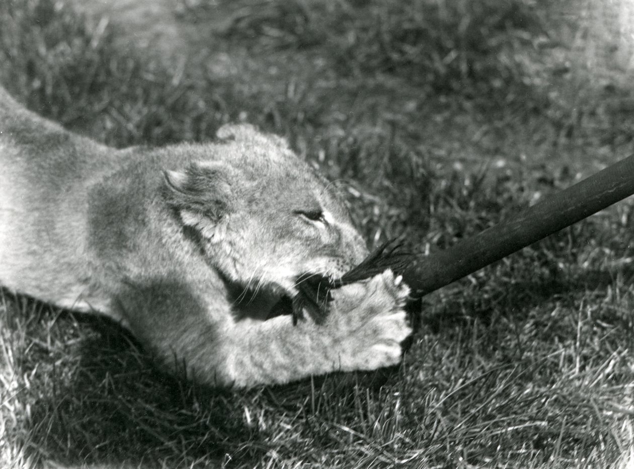 Un cachorro de león jugando con una fregona, sostenida por su cuidador, en el césped frente a su guarida, Zoológico de Londres, septiembre de 1925 de Frederick William Bond