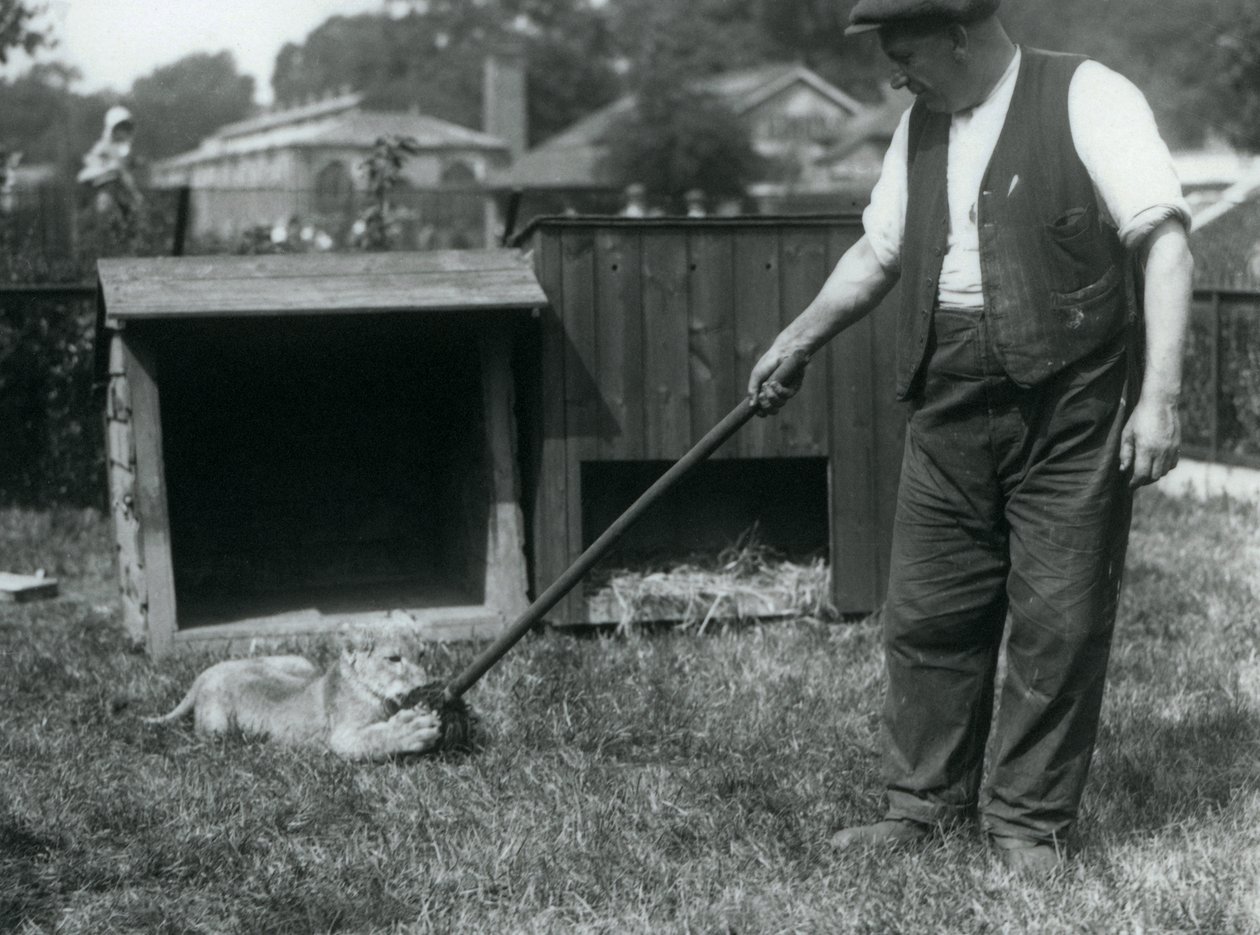 Un cachorro de león jugando con una fregona, sostenida por su cuidador, en el césped frente a su guarida, Zoológico de Londres, septiembre de 1925 de Frederick William Bond