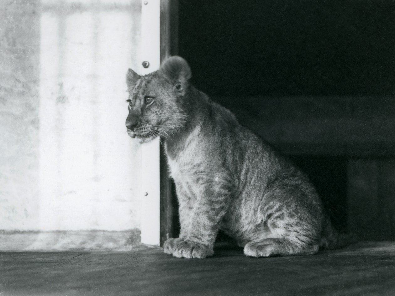 Un cachorro de león sentado en el suelo en el Zoológico de Londres en 1930 (foto en b/n) de Frederick William Bond