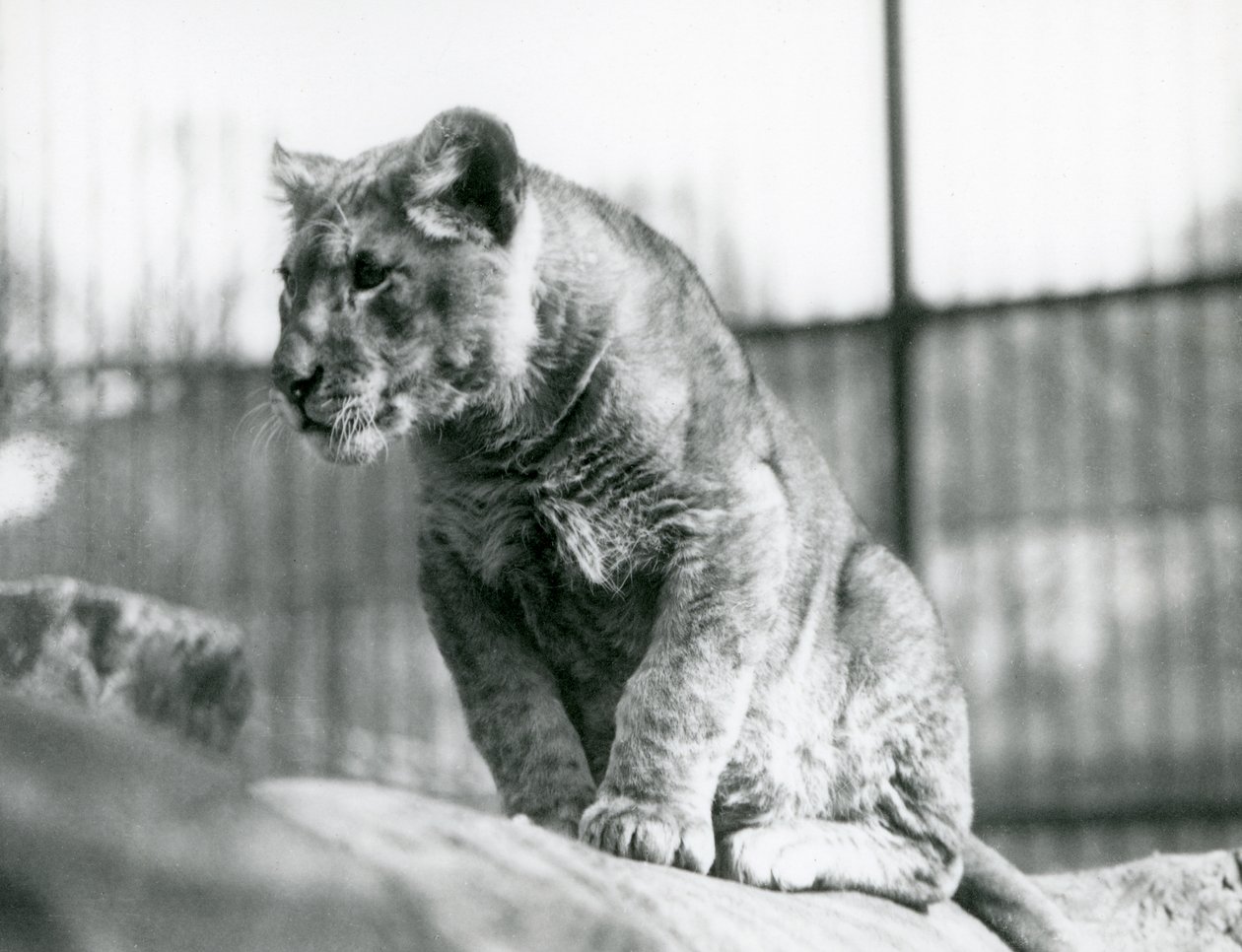Un cachorro de león, nacido en la menagerie en julio de 1923, Zoológico de Londres, julio de 1924 de Frederick William Bond