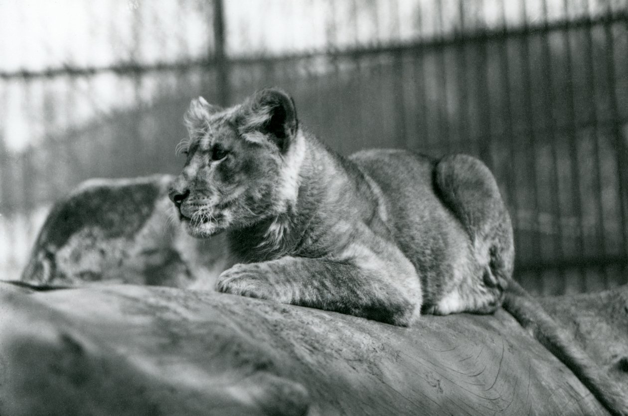 Un cachorro de león, nacido en la menagerie en julio de 1923, Zoológico de Londres, julio de 1924 de Frederick William Bond