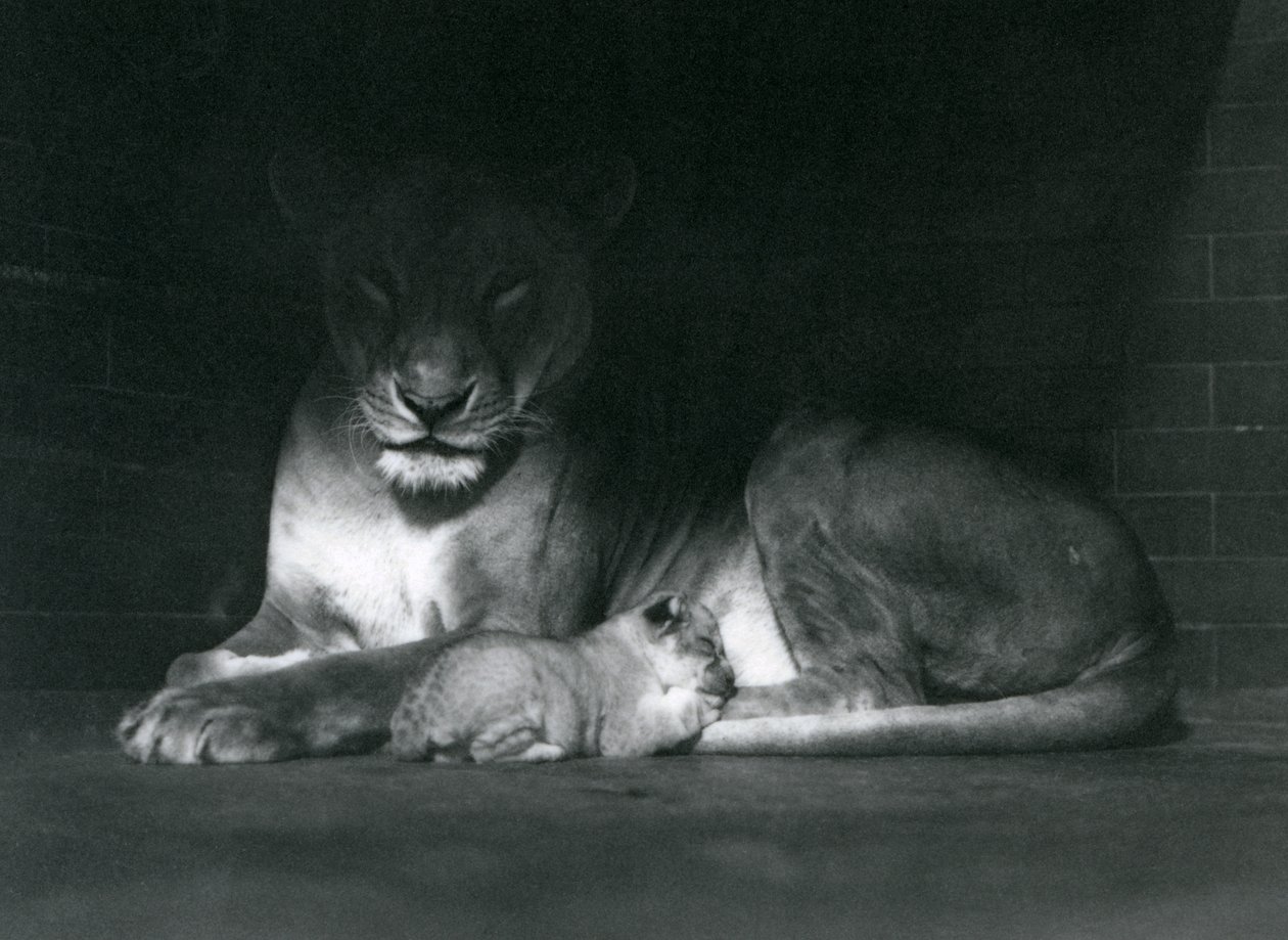 Una leona y su cachorro acostados en la sombra de la parte trasera de su recinto, Zoológico de Londres, octubre de 1925 de Frederick William Bond