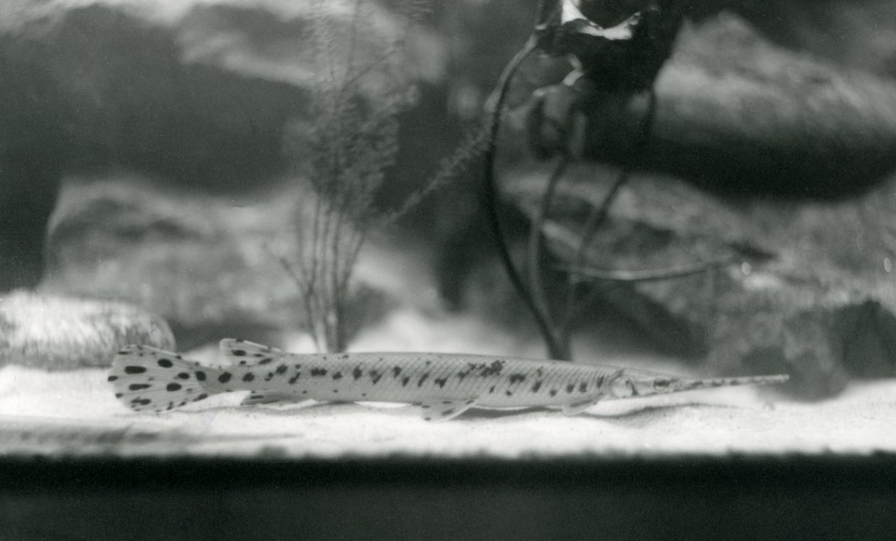 Un Pez Lápiz o Pez Aguja, Zoológico de Londres, 1924 de Frederick William Bond