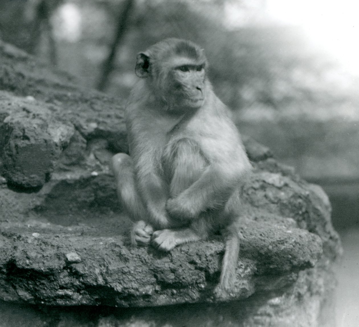 Un Macaco Sentado en una Roca en el Zoológico de Londres en 1924 de Frederick William Bond