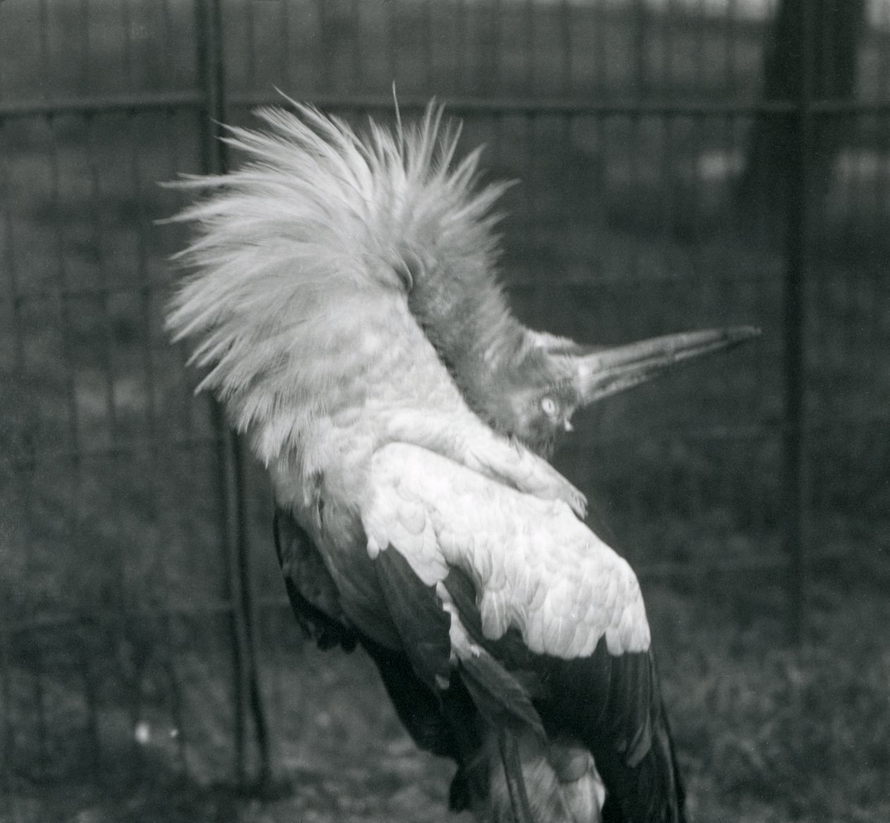 Una cigüeña maguari realizando la exhibición arriba-abajo, Zoológico de Londres, julio de 1925 de Frederick William Bond