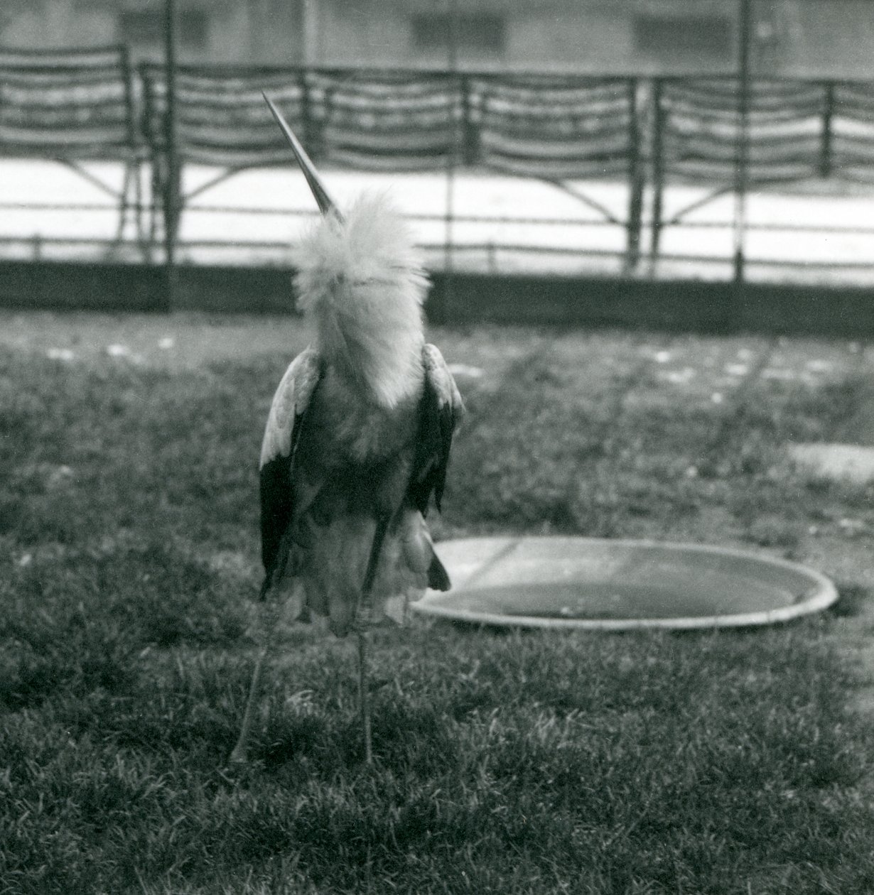 Una cigüeña Maguari realizando la exhibición de arriba-abajo mientras está de pie sobre el césped junto a una pequeña piscina de concreto, Zoológico de Londres, julio de 1925 (foto en blanco y negro) de Frederick William Bond