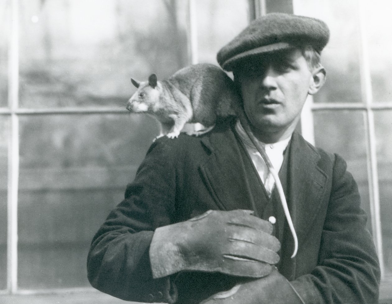 Una rata gigante malgache se sienta en el hombro de su cuidador, Zoológico de Londres de Frederick William Bond