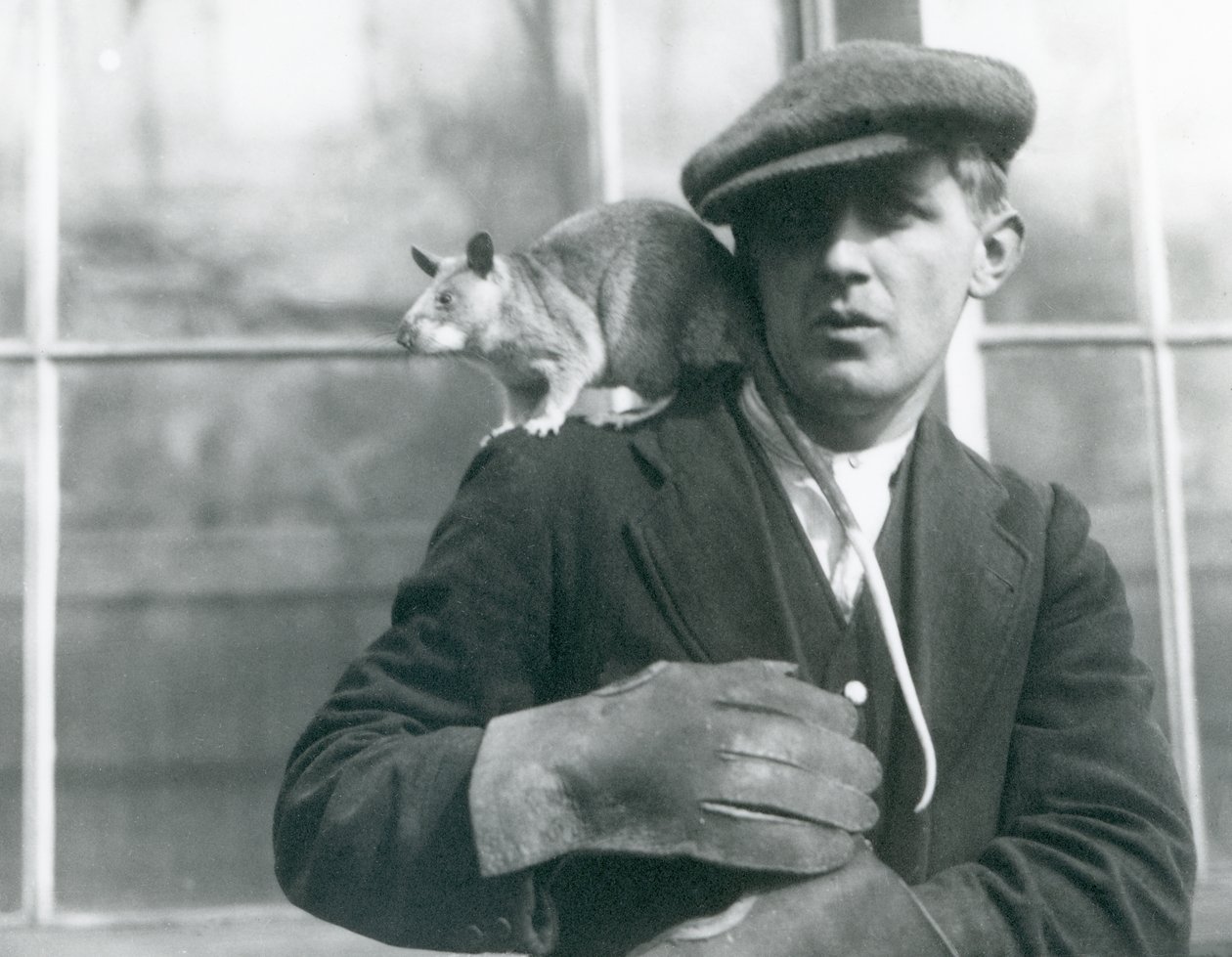 Una rata gigante malgache sentada en el hombro de su cuidador, Zoológico de Londres, 1924 de Frederick William Bond