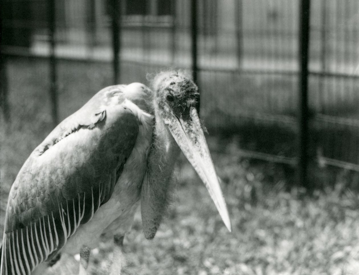 Un marabú en su recinto en el Zoológico de Londres en septiembre de 1928 de Frederick William Bond