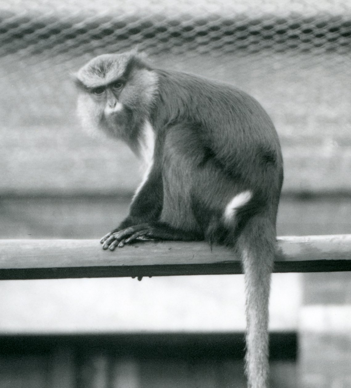 Un mono Mona sentado en un poste horizontal en su recinto en el Zoológico de Londres en septiembre de 1925 de Frederick William Bond