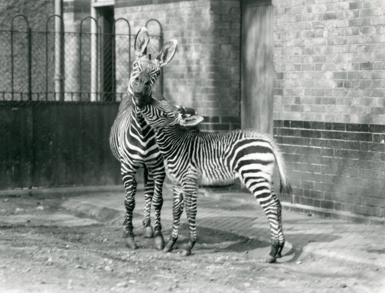 Una Cebra de Montaña y su potro en el Zoológico de Londres en 1929 (foto en blanco y negro) de Frederick William Bond