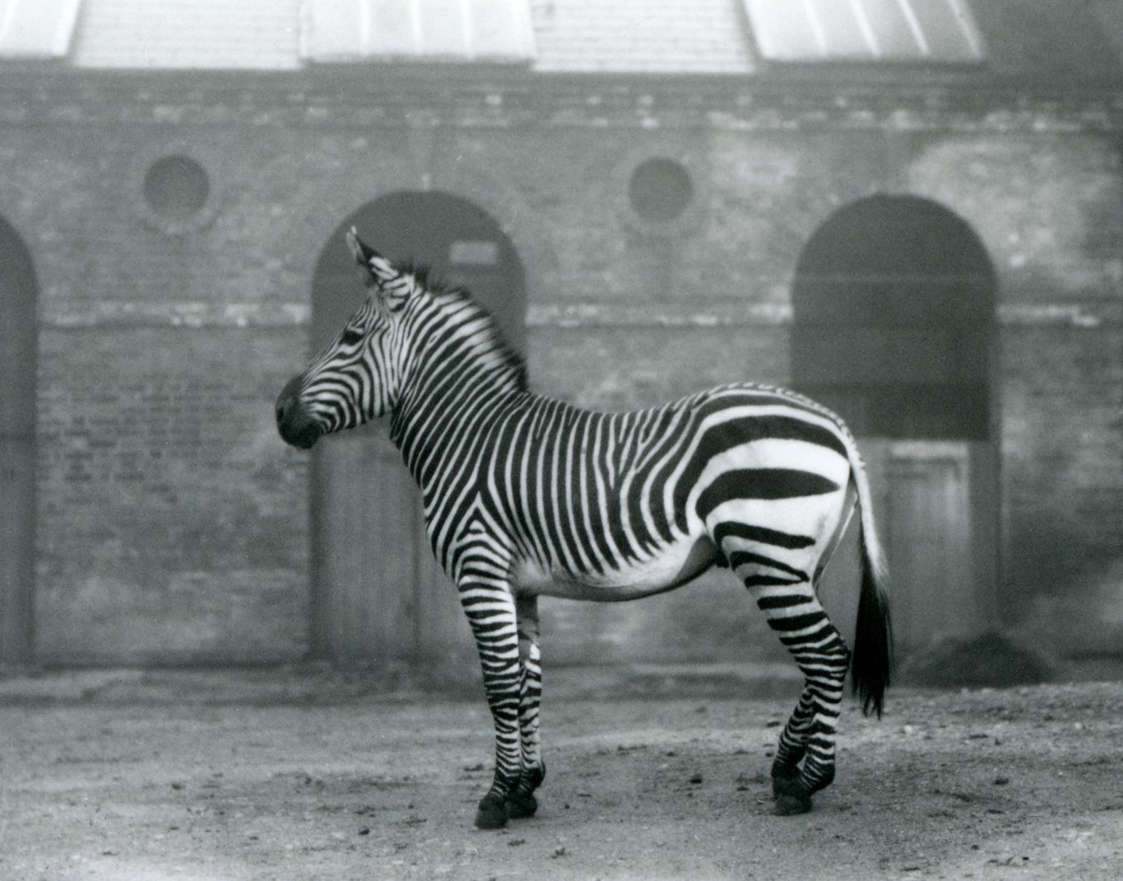 Una cebra de montaña de pie, en su corral, frente a las altas puertas de la Casa de las Jirafas en el Zoológico de Londres en 1927 de Frederick William Bond