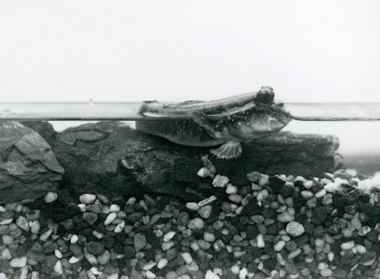 Un pez saltarín, descansando sobre rocas sumergidas, con sus ojos sobre el agua, Zoológico de Londres de Frederick William Bond