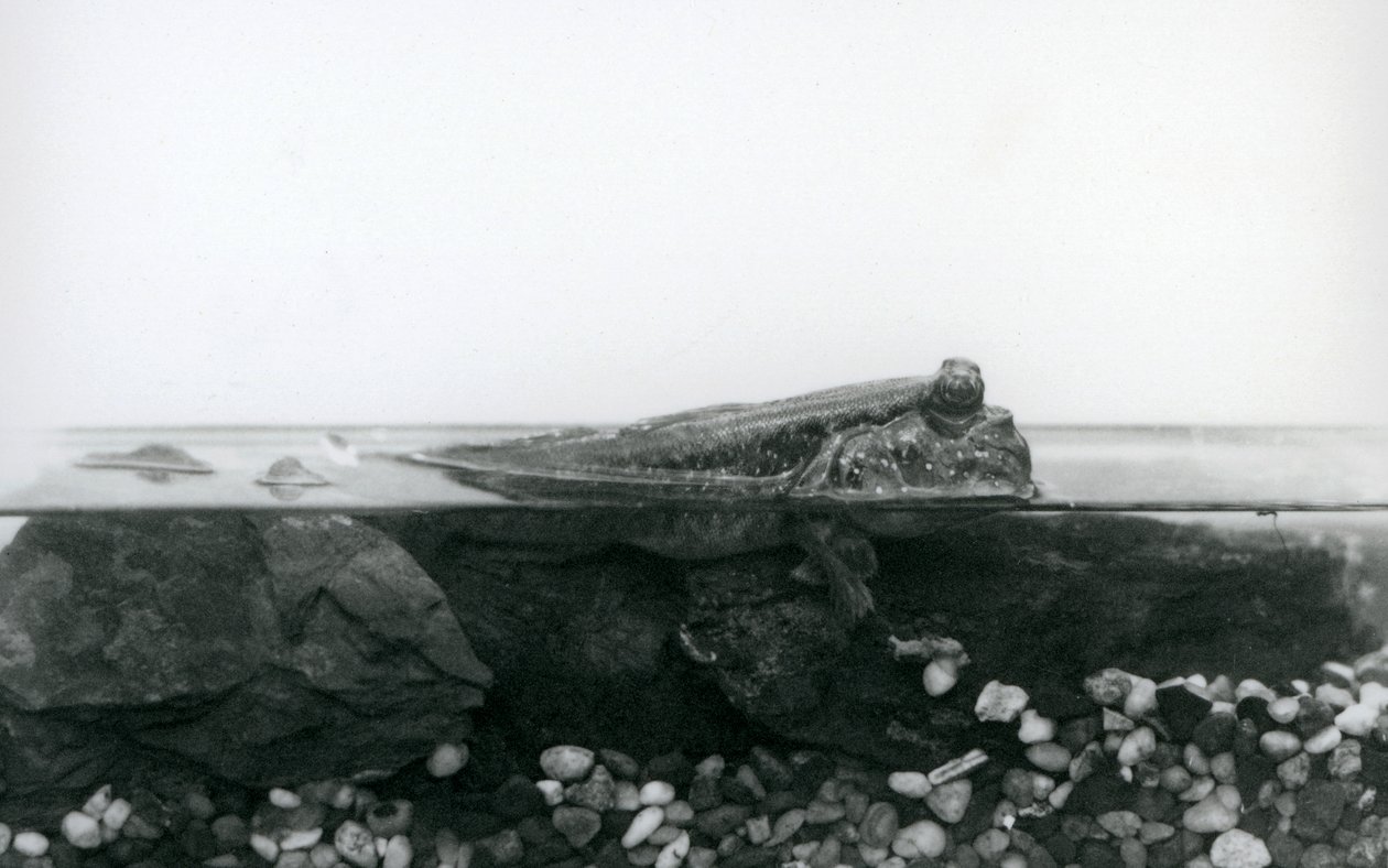 Un pez saltador de lodo, descansando sobre rocas sumergidas, con la mitad superior de su cuerpo fuera del agua, Zoológico de Londres de Frederick William Bond