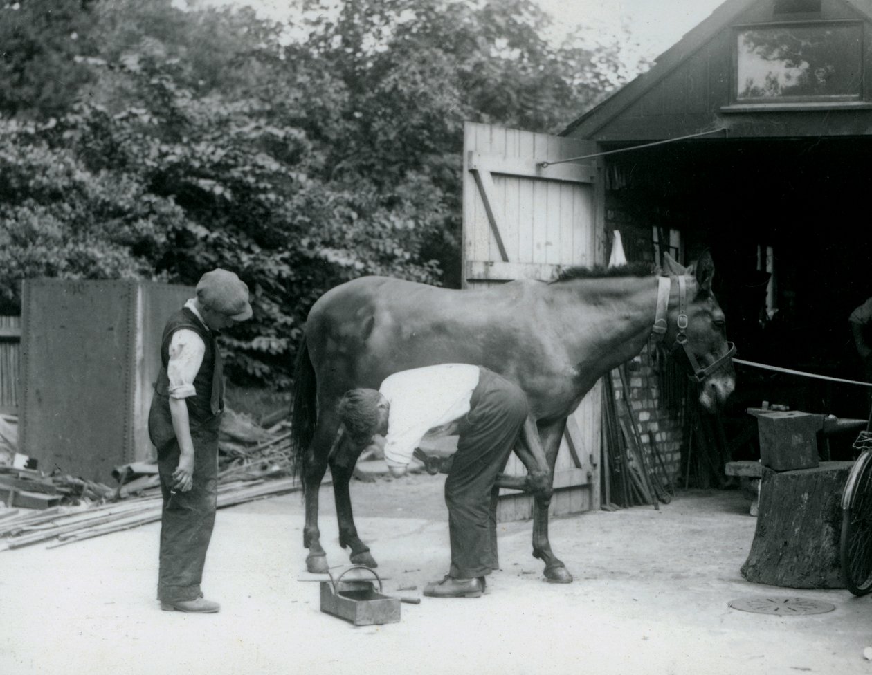 Una mula siendo herrada en el Zoológico de Londres en 1924 de Frederick William Bond