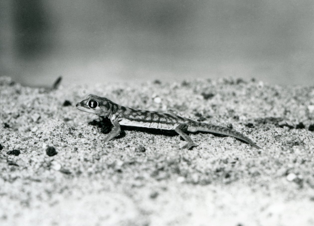 Un gecko de arena de Namibia en el Zoológico de Londres, septiembre de 1928 (foto en blanco y negro) de Frederick William Bond