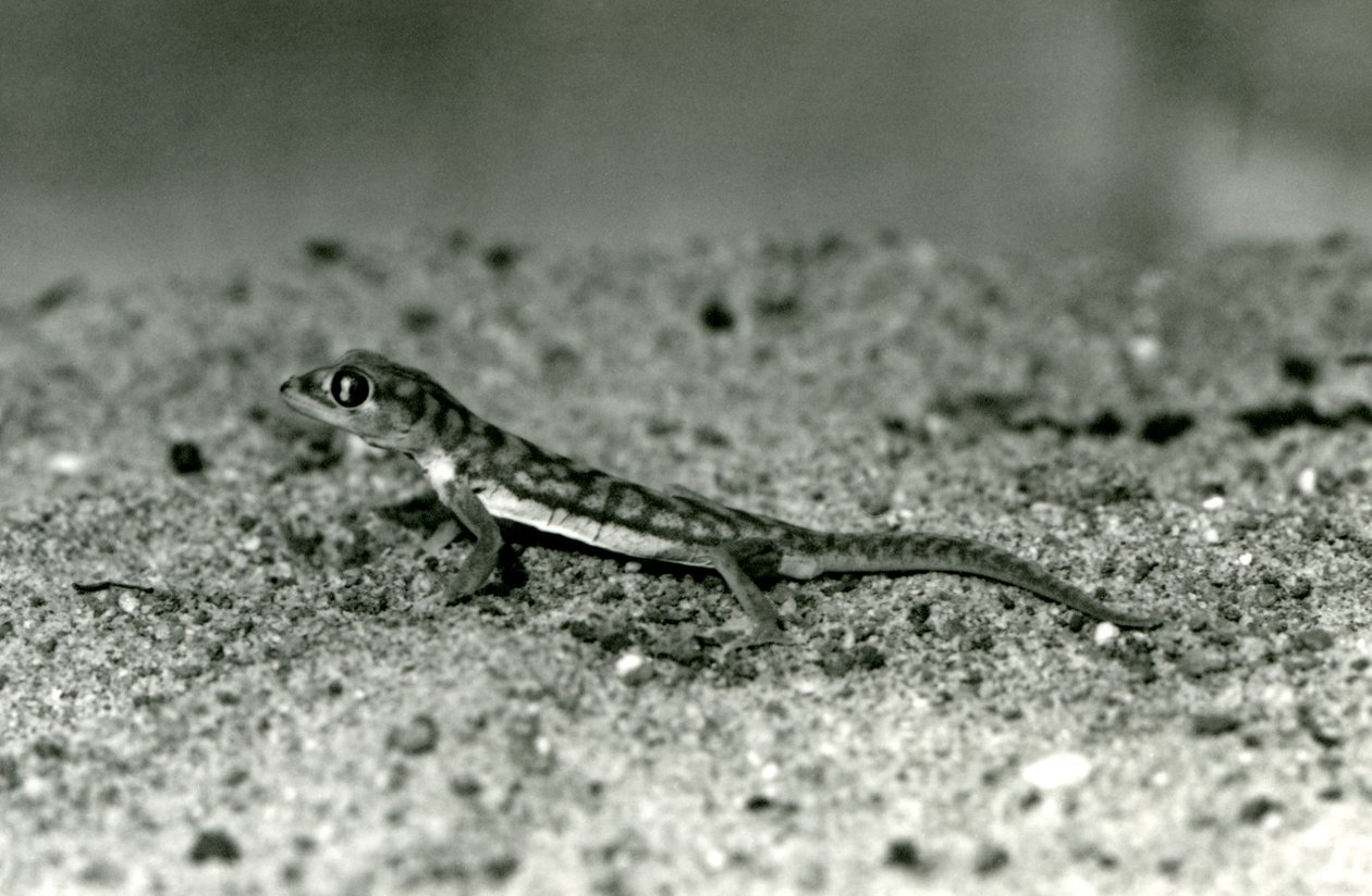 Un gecko de arena de Namibia/gecko de pies palmeados sobre la arena, Zoológico de Londres, septiembre de 1928 de Frederick William Bond
