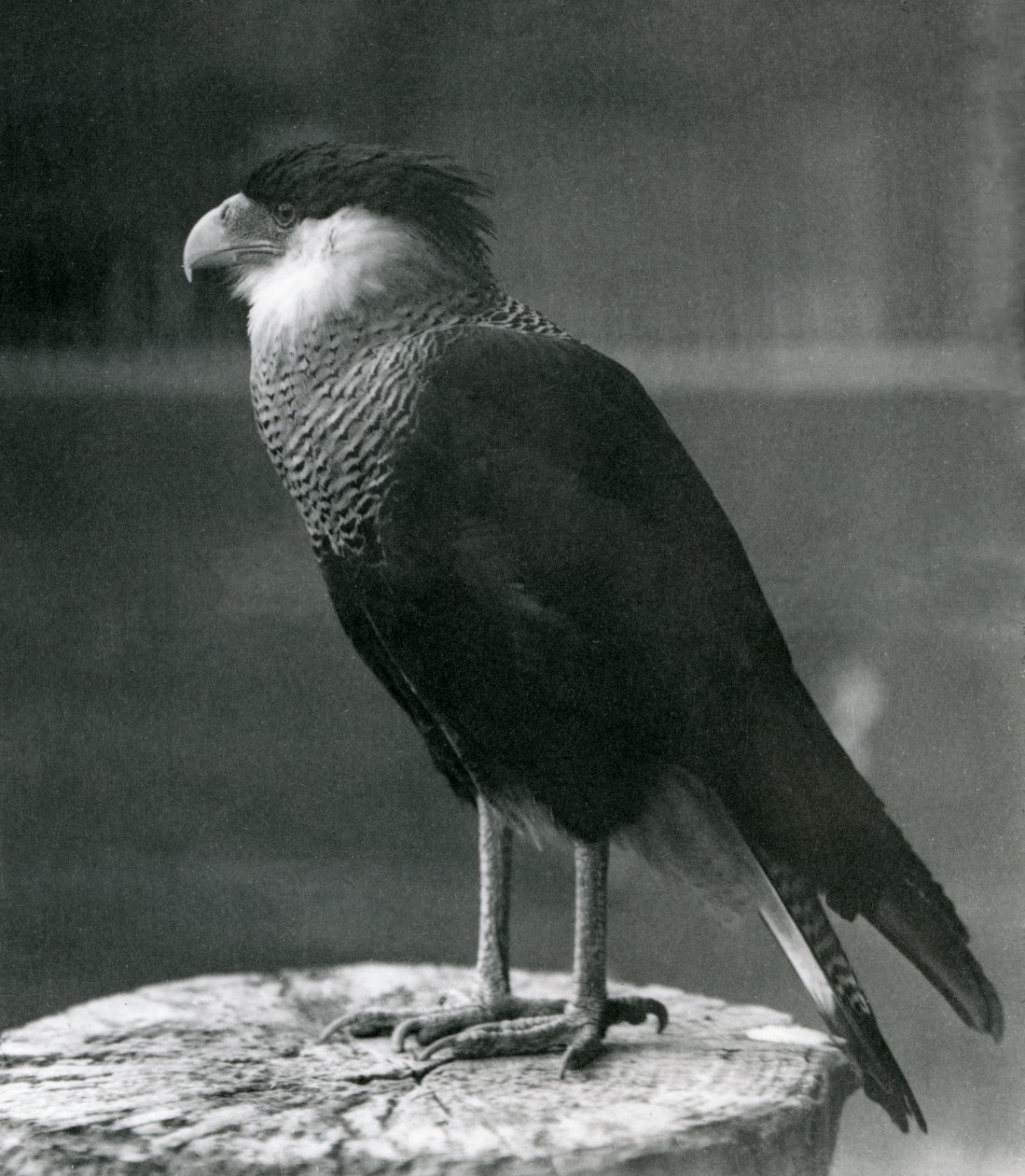 Un caracara crestado del norte en el zoológico de Londres, antes de 1930 de Frederick William Bond