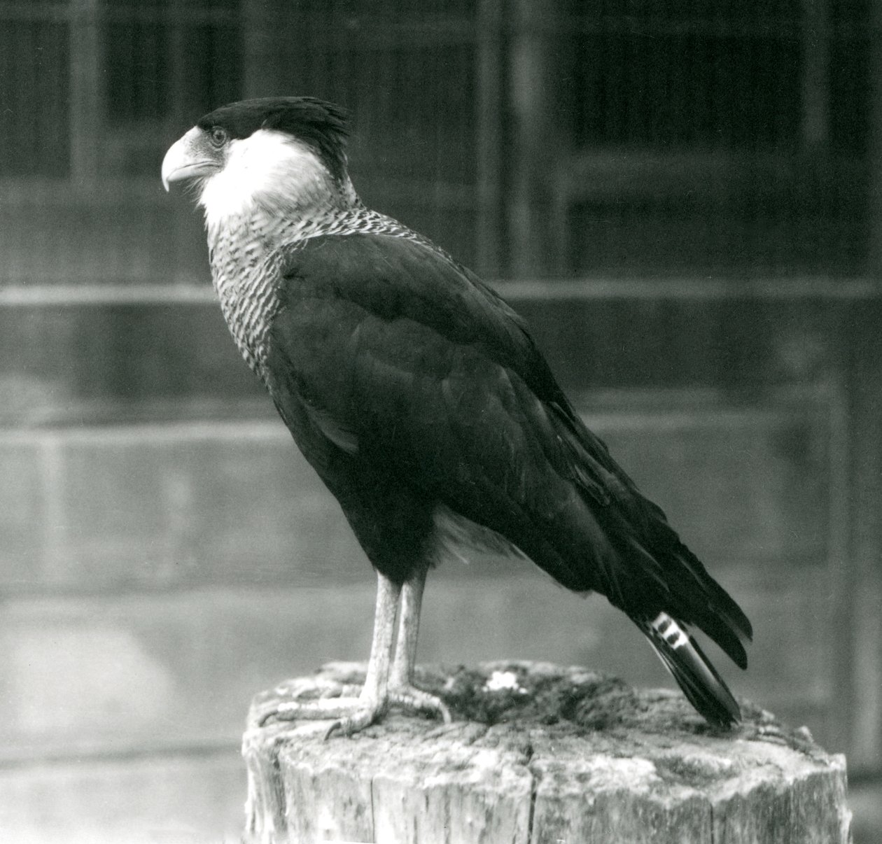 Un caracara crestado del norte sobre un tronco en el Zoológico de Londres, septiembre de 1925 de Frederick William Bond