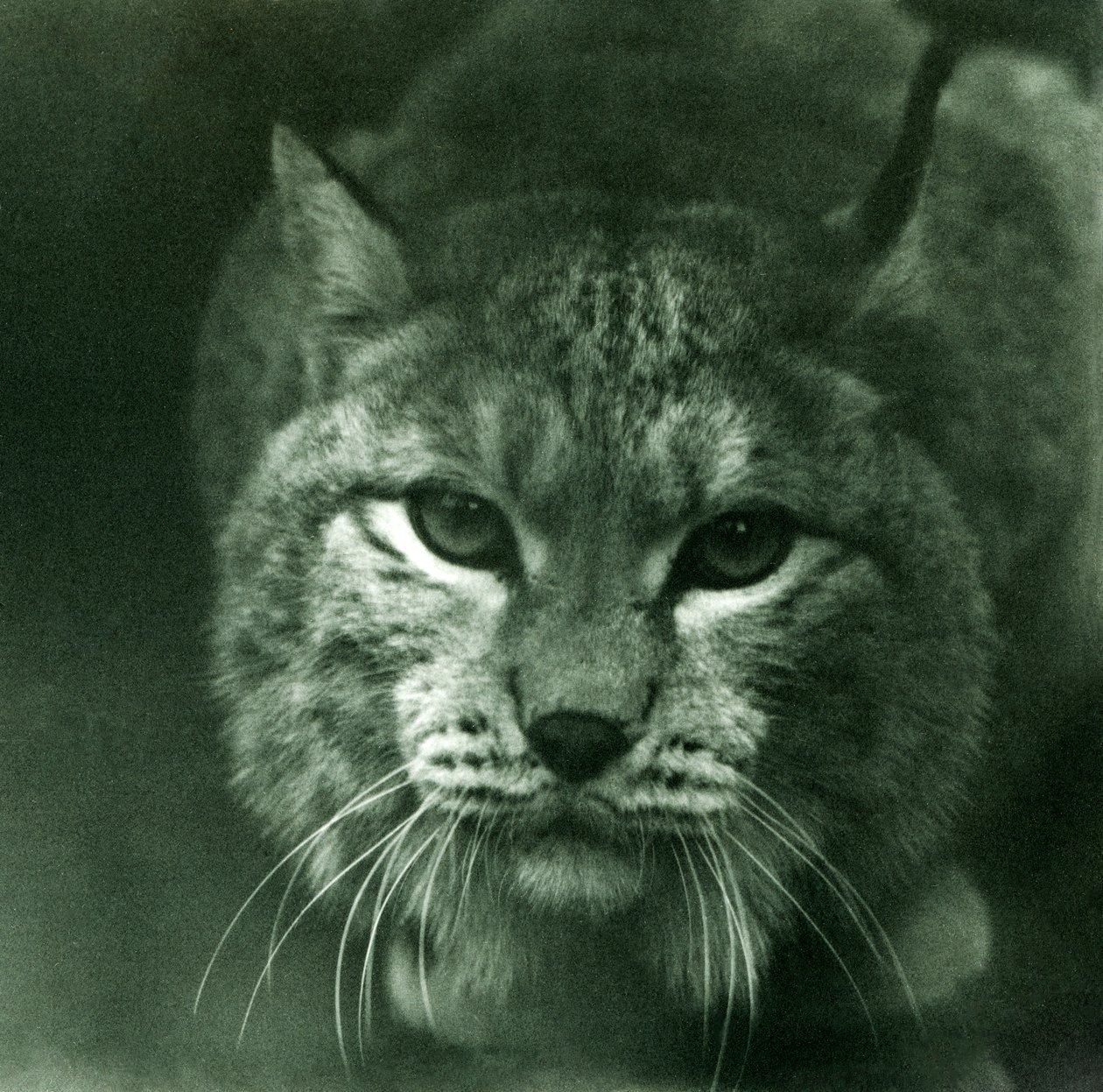 Un lince boreal, Zoológico de Londres, febrero de 1925 de Frederick William Bond