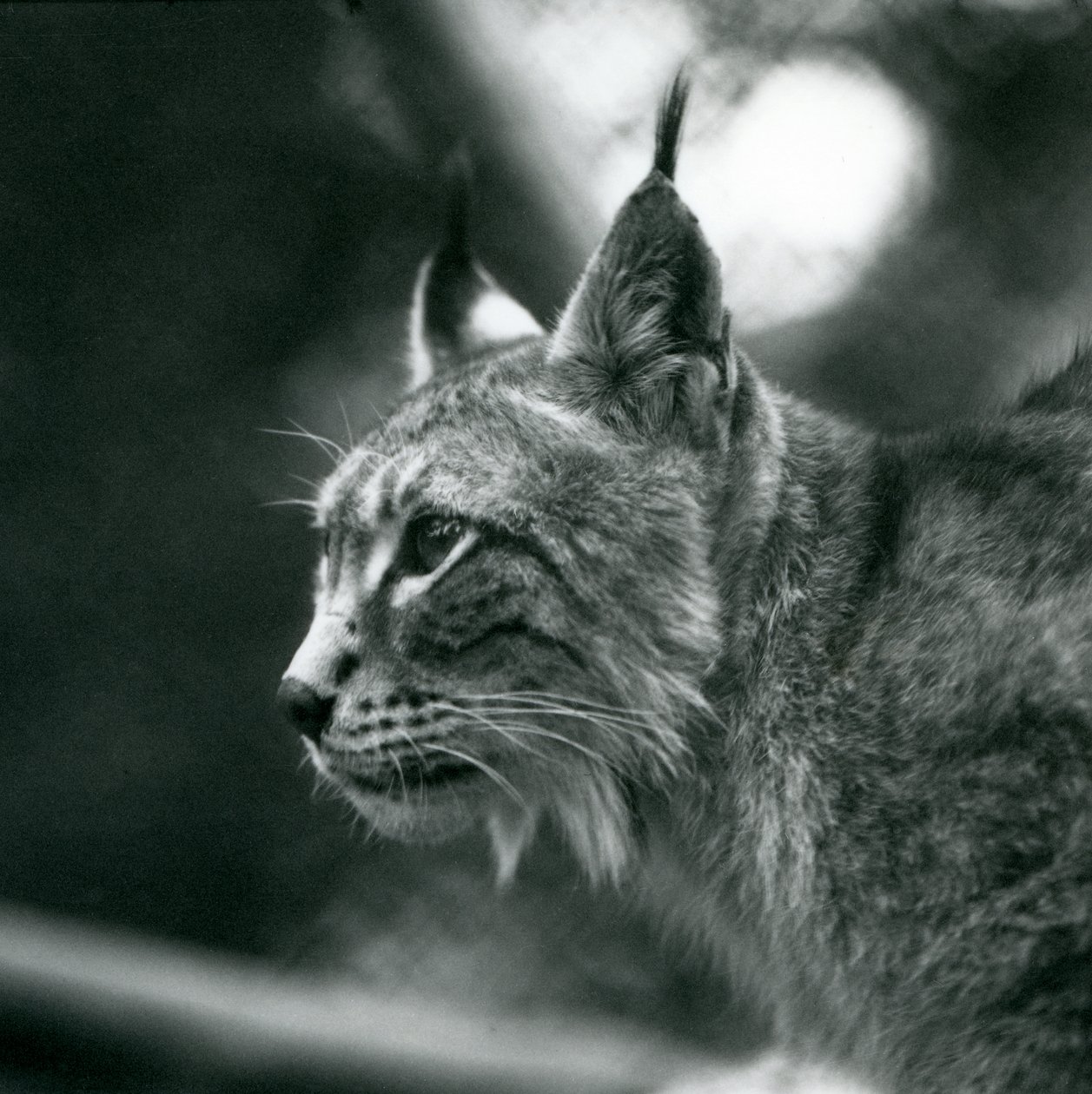 Un lince boreal en el Zoológico de Londres, julio de 1925 de Frederick William Bond