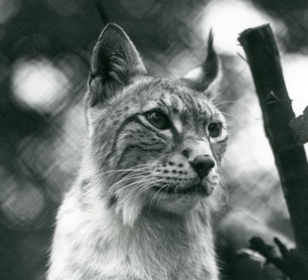 Un lince boreal en el Zoológico de Londres, julio de 1925 de Frederick William Bond