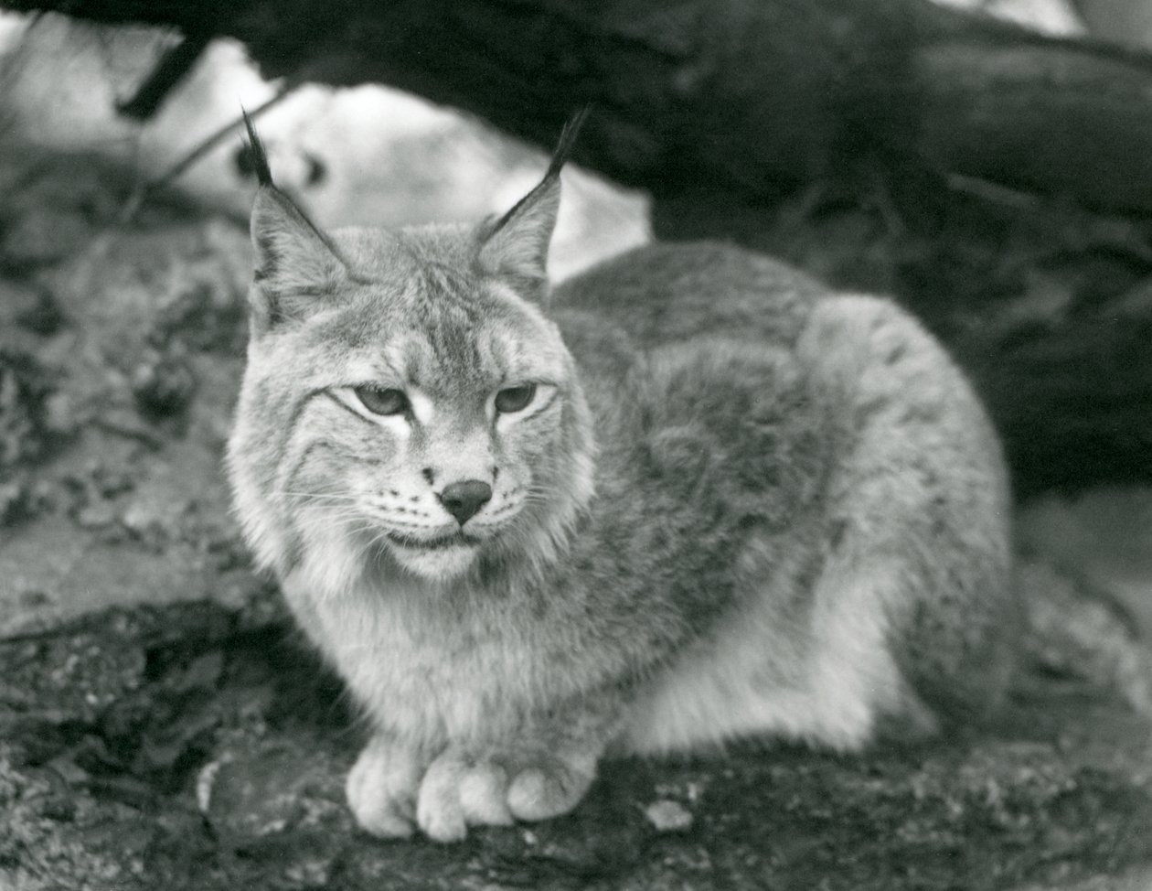 Un lince boreal sentado en una roca, Zoológico de Londres, octubre de 1925 de Frederick William Bond