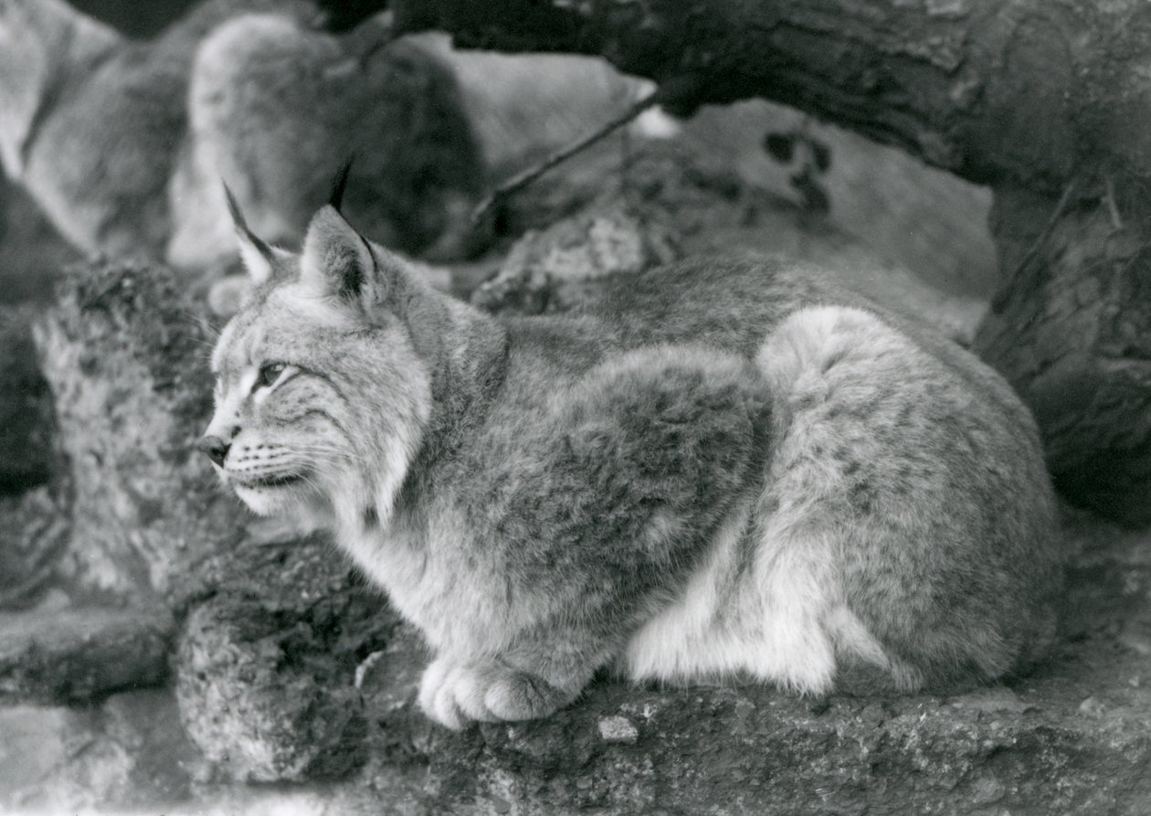 Un lince boreal sentado en una roca, Zoológico de Londres, octubre de 1925 de Frederick William Bond