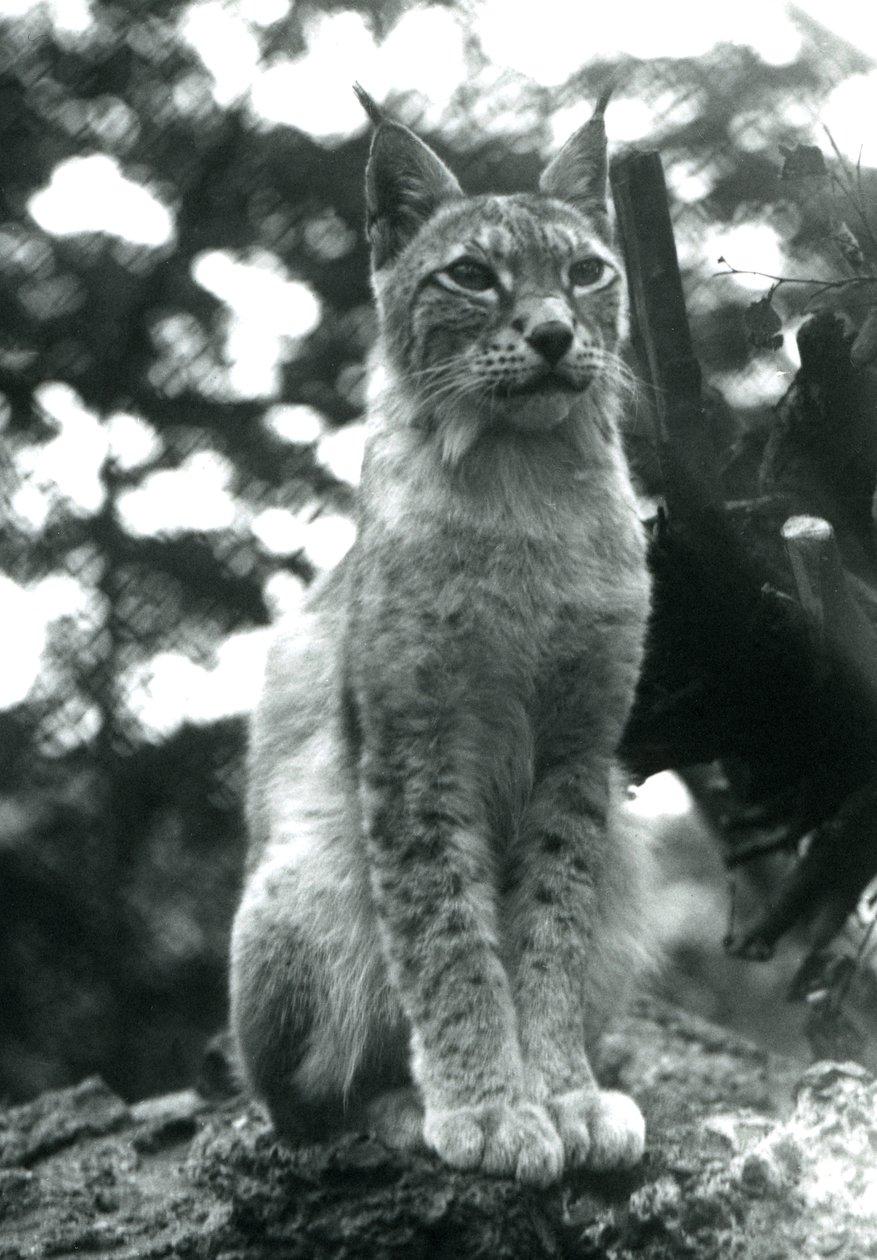 Un lince boreal sentado en el Zoológico de Londres, julio de 1925 de Frederick William Bond