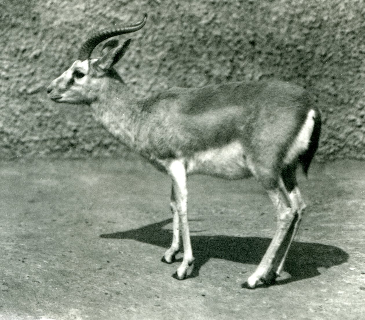 Una gacela persa en el Zoológico de Londres en junio de 1925 de Frederick William Bond