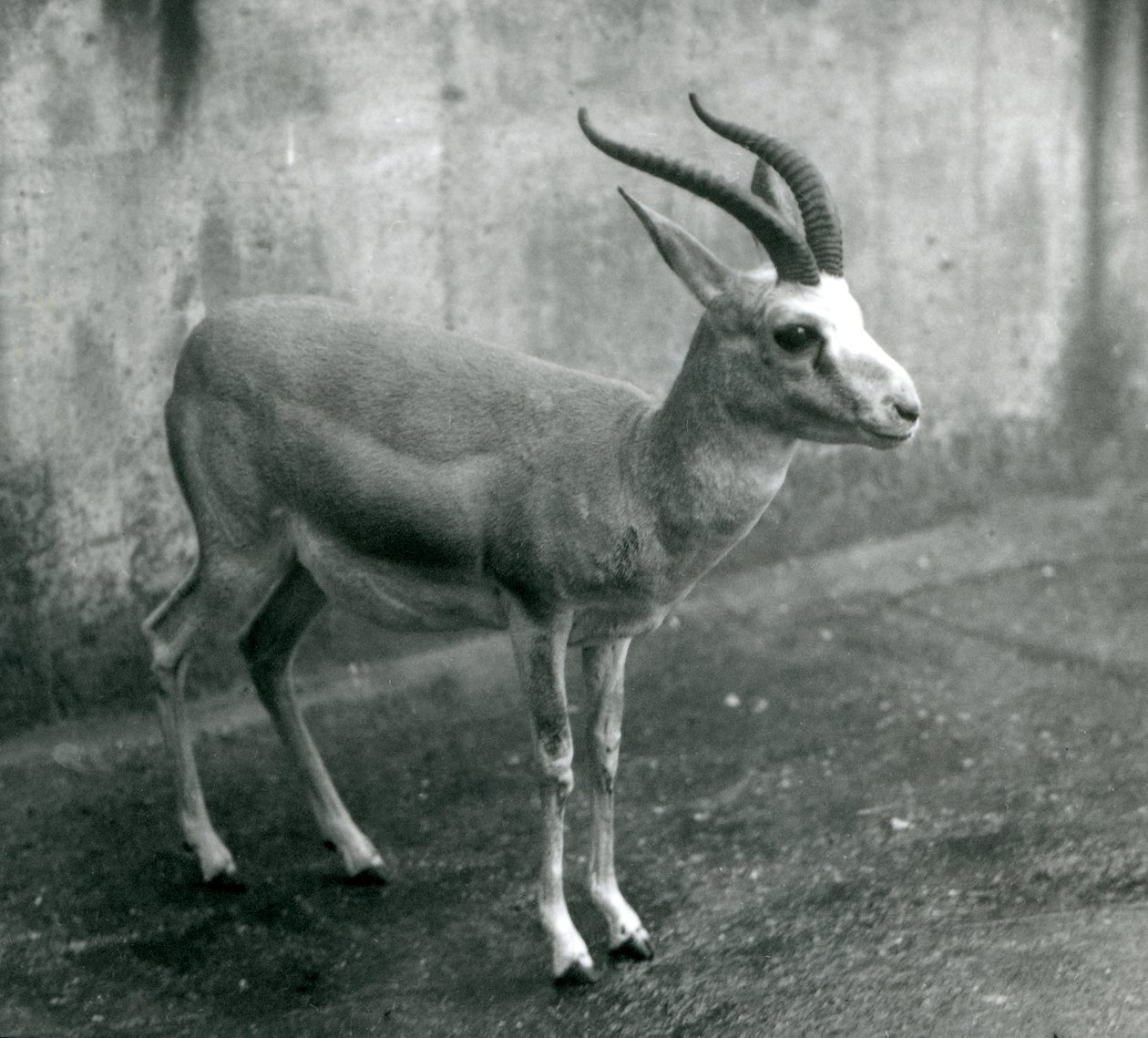 Un Gacela Persa, Goitered o de Cola Negra en el Zoológico de Londres, agosto de 1927 de Frederick William Bond