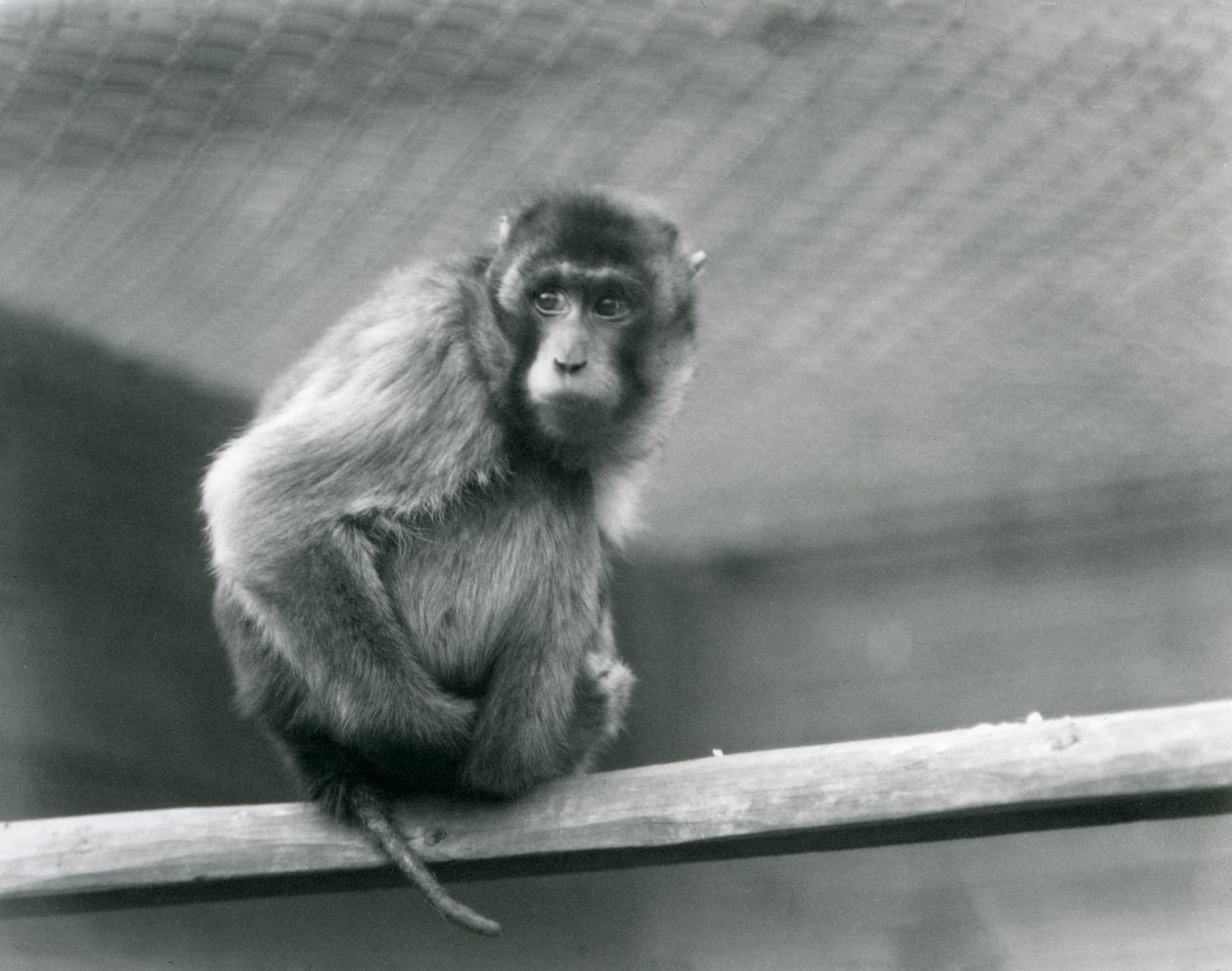 Un macaco de cola de cerdo sentado en una percha en su recinto en el Zoológico de Londres de Frederick William Bond