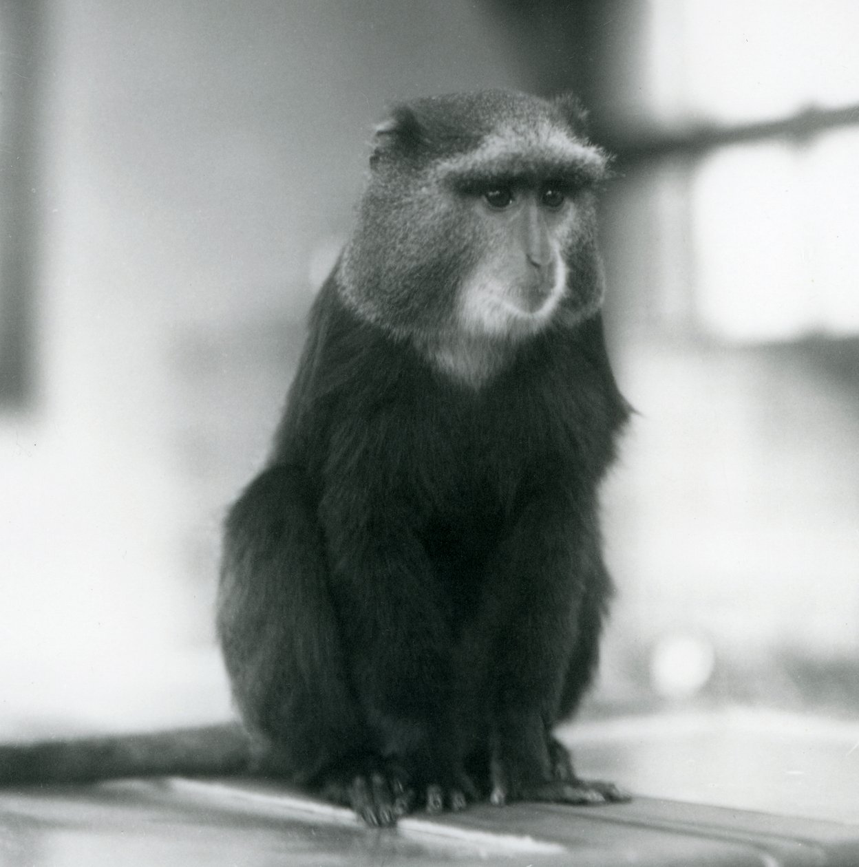 Un Mono Pluto, o Mono Azul, sentado en un banco, Zoológico de Londres de Frederick William Bond