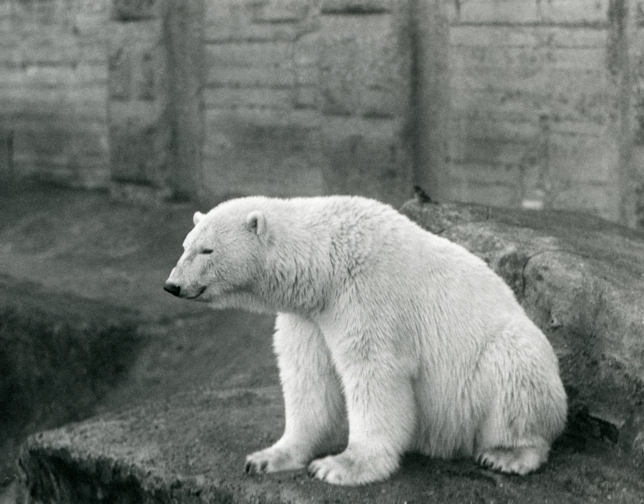 Un oso polar sentado en un saliente rocoso en el Zoológico de Londres en septiembre de 1927 de Frederick William Bond