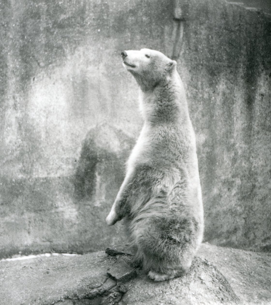 Un oso polar sentado sobre sus cuartos traseros en el zoológico de Londres en 1929 de Frederick William Bond