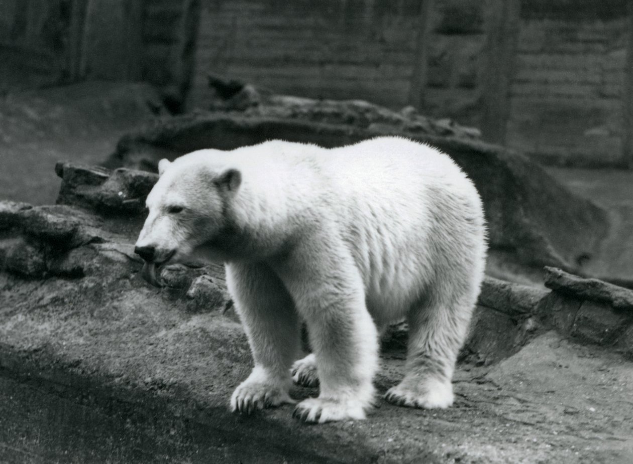 Un oso polar de pie al borde de su recinto en la base de las Terrazas Mappin, Zoológico de Londres, septiembre de 1928 de Frederick William Bond