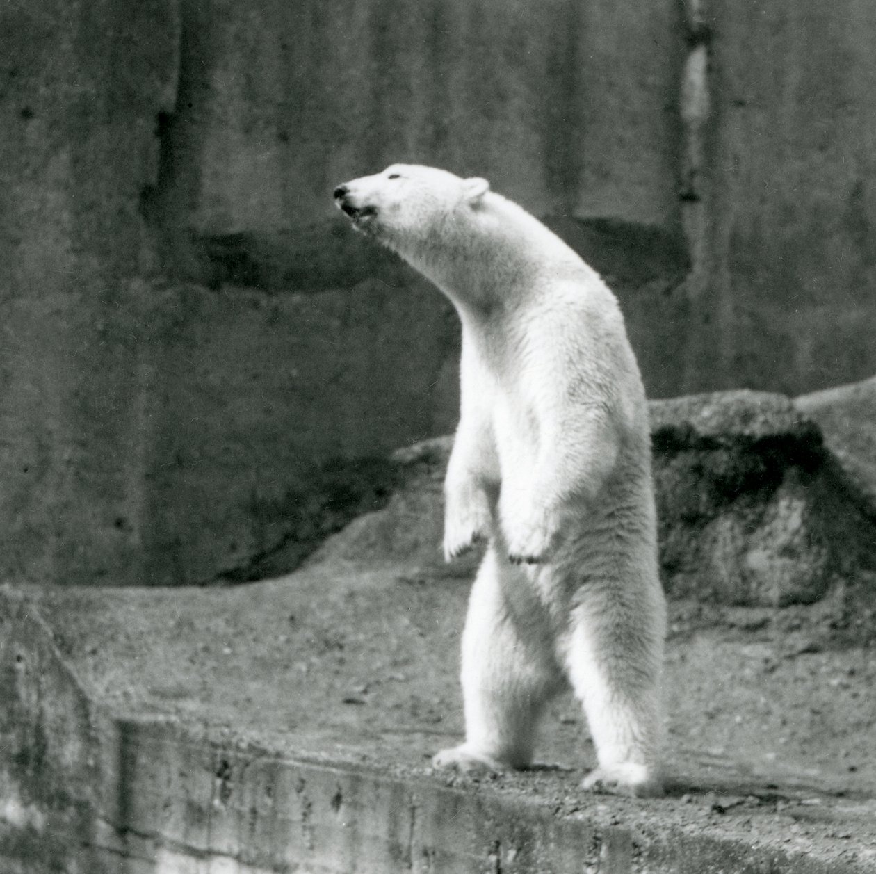 Un oso polar de pie, sobre sus patas traseras, al borde de su recinto en las Terrazas Mappin, Zoológico de Londres de Frederick William Bond