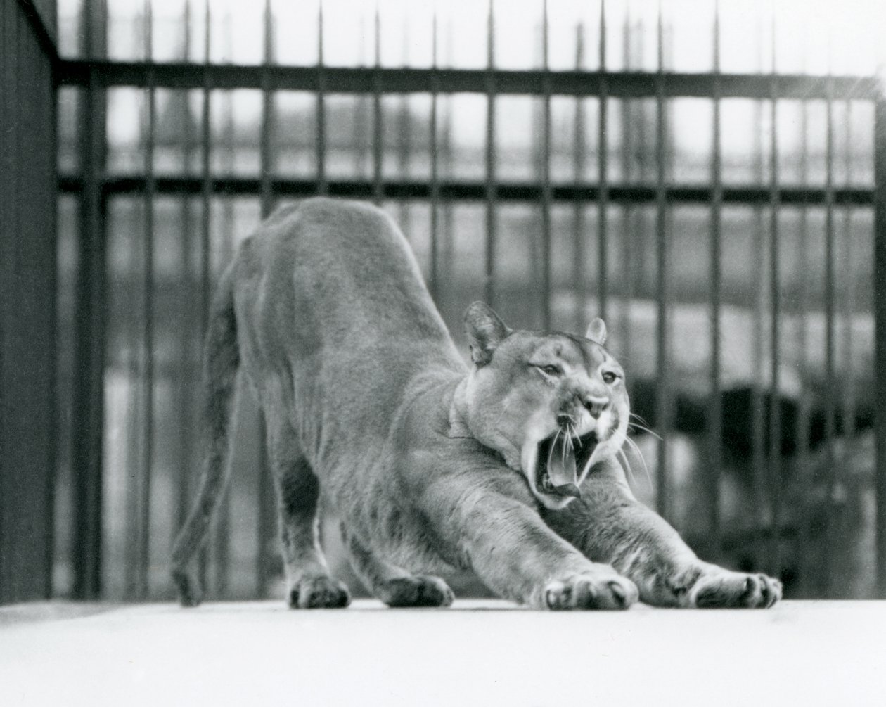 Un puma bostezando y estirándose en el Zoológico de Londres en junio de 1925 de Frederick William Bond