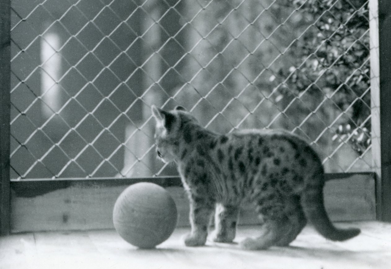 Un cachorro de puma, con una pelota, mirando fuera de su recinto, Zoológico de Londres, 1923 de Frederick William Bond