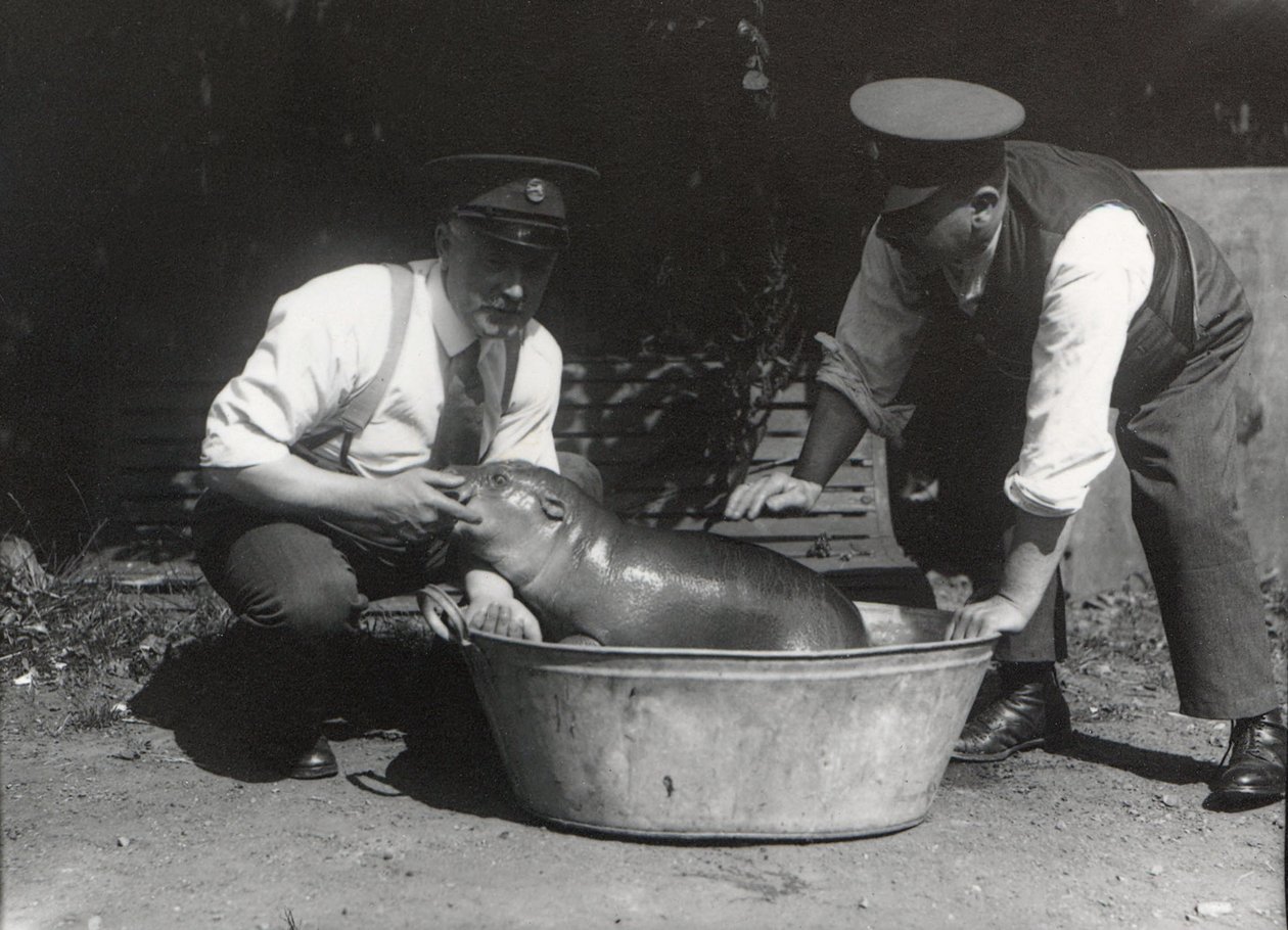 Un hipopótamo pigmeo tomando un baño en el Zoológico de Londres, agosto de 1928 de Frederick William Bond